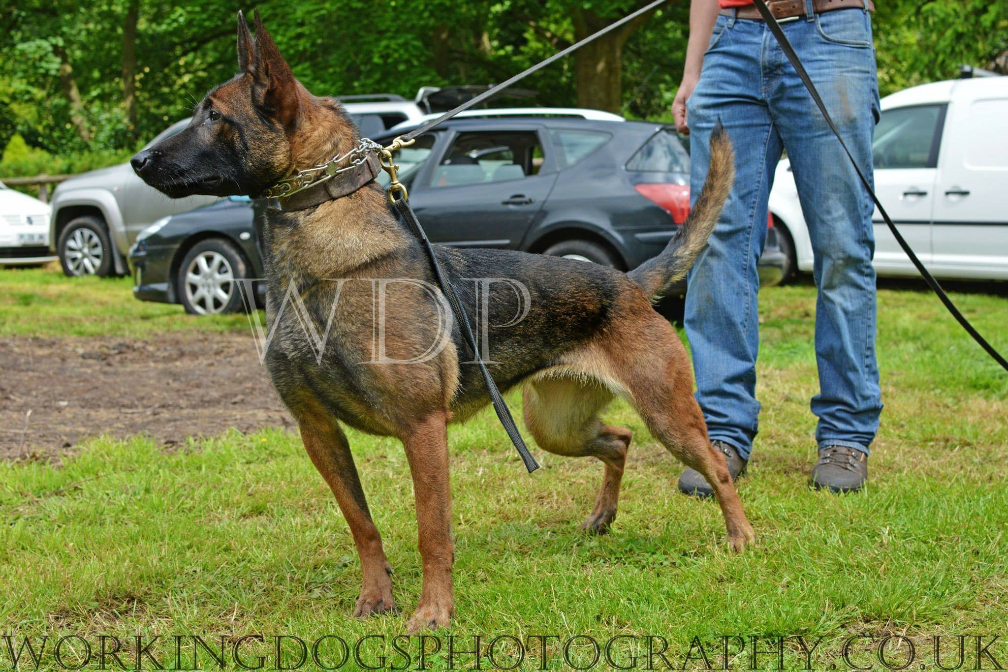 my dog ate a whole bag of dog treats